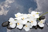 Fototapeta Kuchnia - White orchid and black stones close up.