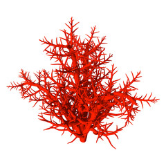 Wall Mural - 3D Rendering Red Coral on White