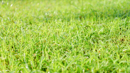 Grass field and dew on the tip in the morning