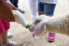Baby Sheep Or Lamb Drinking Milk From Bottle 