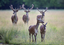 Red Deer Family