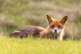 Fototapeta Zwierzęta - Red fox near HIrtshals