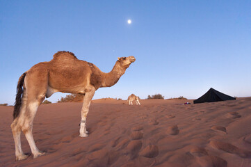 Wall Mural - Erg Chigaga, Sahara desert, Morocco, Northern Africa.