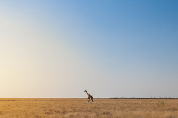 Wall Mural - Etosha National Park, Namibia, Africa. Giraffe.