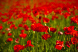 Fototapeta Maki - Flowers Red poppies blossom on wild field. Beautiful field red poppies with selective focus. Red poppies in soft light. Opium poppy. Natural drugs. Glade of red poppies. Lonely poppy. Soft focus blur