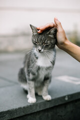 A girl stroking the head of a beautiful stray cat