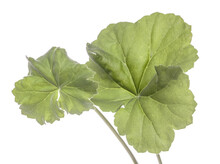Green Leaf Geranium