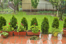 Hard Rain Falling In A Garden On Flower Pots And A Lawn