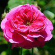 Leinwanddruck Bild Red rose in flower bed background