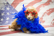 Miniature Goldendoodle on American flag background