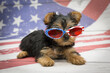 Yorkshire Terrier on American flag background