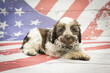 Schnoodle on American flag background