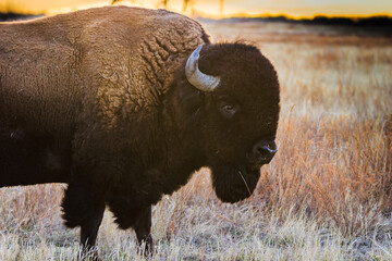 Wall Mural - bison profile at sunset