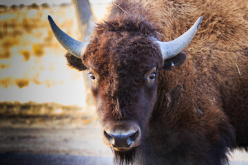Wall Mural - wide eyed bison looking startled.