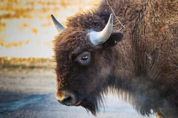 Wall Mural - clear eyed bison with frosty breath on a cold morning.