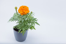 One Big And Vibrant Tagetes Patula, The French Marigold Orange Flower In A Gray Pot Isolated On White Background