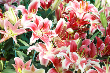  Pink lily flowers in the garden