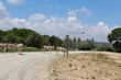 des âne de somalie qui traverse la route