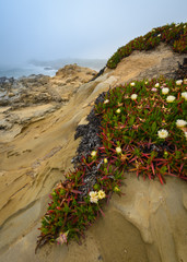 Wall Mural - Bean Hollow State Beach California