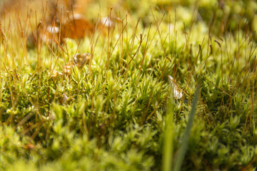 Canvas Print - moss closeup