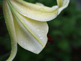 Fototapeta Tulipany - Close up white asian lily petal wet with rain drops