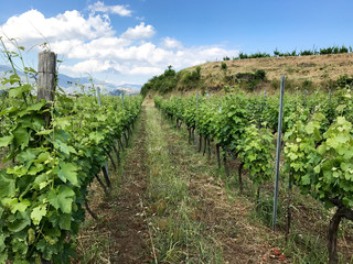 A vineyard full of grape vines at this winery in Castiglione, Sicily - Italy