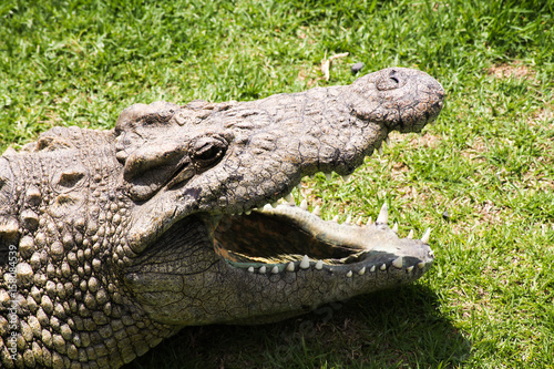 Plakat Duża głowa krokodyla