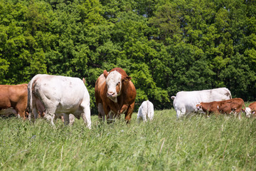 A herd of cows with calves and bulls grazing on the pasture. Nature fauna and flora.