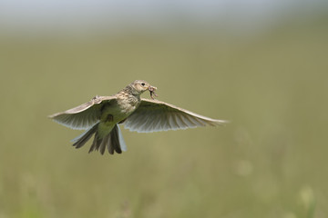 skylark alauda arvensis - bird carrying food for nestlings, natural background