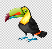 Toucan Bird On Transparent Background