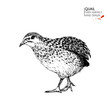 Vector hand drawn set of farm animals. Isolated quail bird. Engraved art. Organic sketched farming birds.
