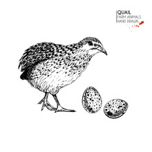 Vector Hand Drawn Set Of Farm Animals. Isolated Quail Bird And Eggs. Engraved Art. Organic Sketched Farming Birds.