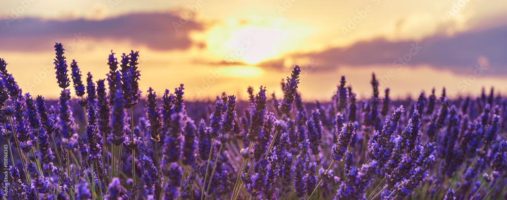 Lavender closeup on the background of the setting sun.Lavender in the sunset rays of the sun.Lavender field at sunset,Provence,France.Beautiful background with lavender and sunset. - obrazy, fototapety, plakaty 