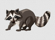 Wild raccoon on transparent background