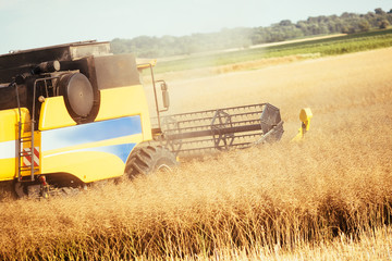 Wall Mural - Agricultura machine working in fields