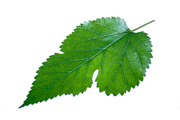 Mulberry leaves on a white background