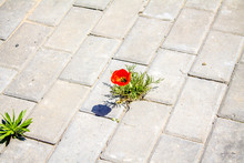 Steppe Poppy In The City On The Sidewalk