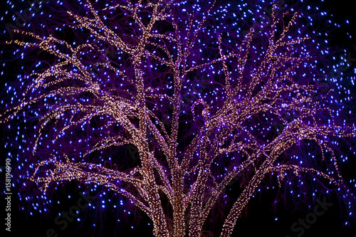 Fotografie, Obraz Christmas Lights on Cottonwood Tree