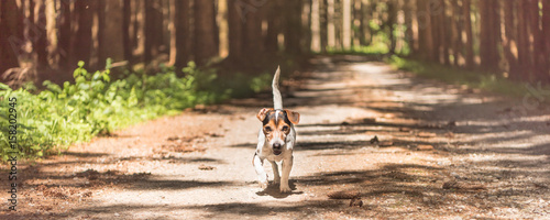 Gehorsamer Hund rennt im Wald auf Weg Jack Russell Terrier 10 Jahre