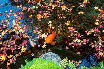 Wall Mural - A beautiful view of Japanese Koi Carp fish & colorful maple leaves in a lovely pond in  a garden in Kyoto Japan ~ A vibrant image of Chinese Fancy Carp fish swimming merrily among fallen leaves