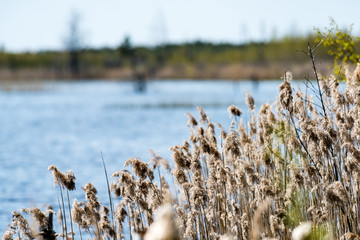 Wall Mural - birds nesting in lake in sunrise