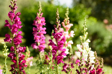 Snadragon flowers in a garden