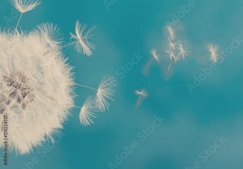 Zdjęcie XXL Biała dandelion głowa z latanie ziarnami na błękitnym tle, retro stonowany