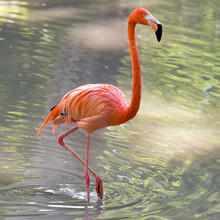 Pink Flamingo On A Pond In Nature
