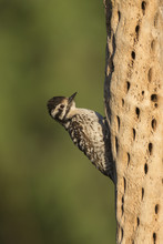Ladder-backed Woodpecker Female