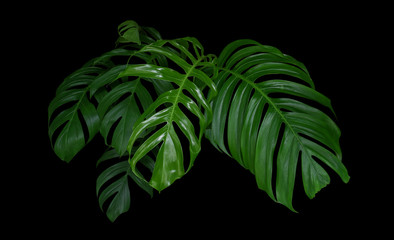 Wall Mural - Monstera plant leaves, green tropical forest, evergreen vine on black background