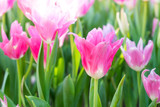 Fototapeta Tulipany - Beautiful bouquet of tulips. colorful tulips. tulips in spring, colourful tulip