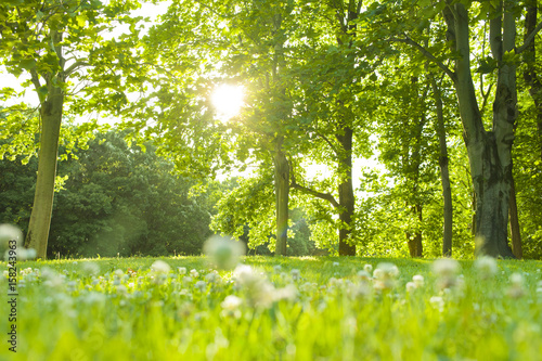 森 太陽光 Stock 写真 Adobe Stock 森 太陽光 Stock 写真 Adobe Stock