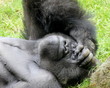 © Janjana - Denkerpose eines männlichen Gorillas