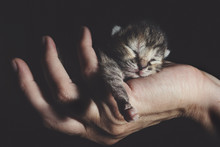 Newborn Kitten Sleeping In Human Hand
